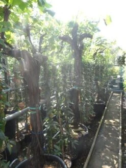 Druif, Op Stam (Vitis Vinifera) -Tuinplanten Winkel vitis vinifera halfstam 20 25 30