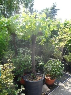 Druif, Op Stam (Vitis Vinifera) -Tuinplanten Winkel vitis vinifera halfstam 20 30 1