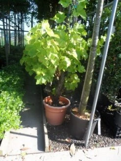 Druif, Op Stam (Vitis Vinifera) -Tuinplanten Winkel vitis vinifera oude stam c25