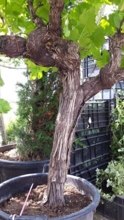 Druif, Op Stam (Vitis Vinifera) -Tuinplanten Winkel vitisopstam03