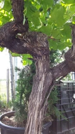 Druif, Op Stam (Vitis Vinifera) -Tuinplanten Winkel vitisopstam04