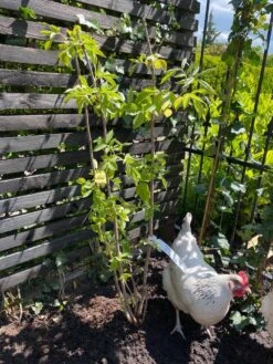 Vlier (Sambucus Nigra) 8 Vlier (Sambucus Nigra) -Tuinplanten Winkel vlier sambucus nigra