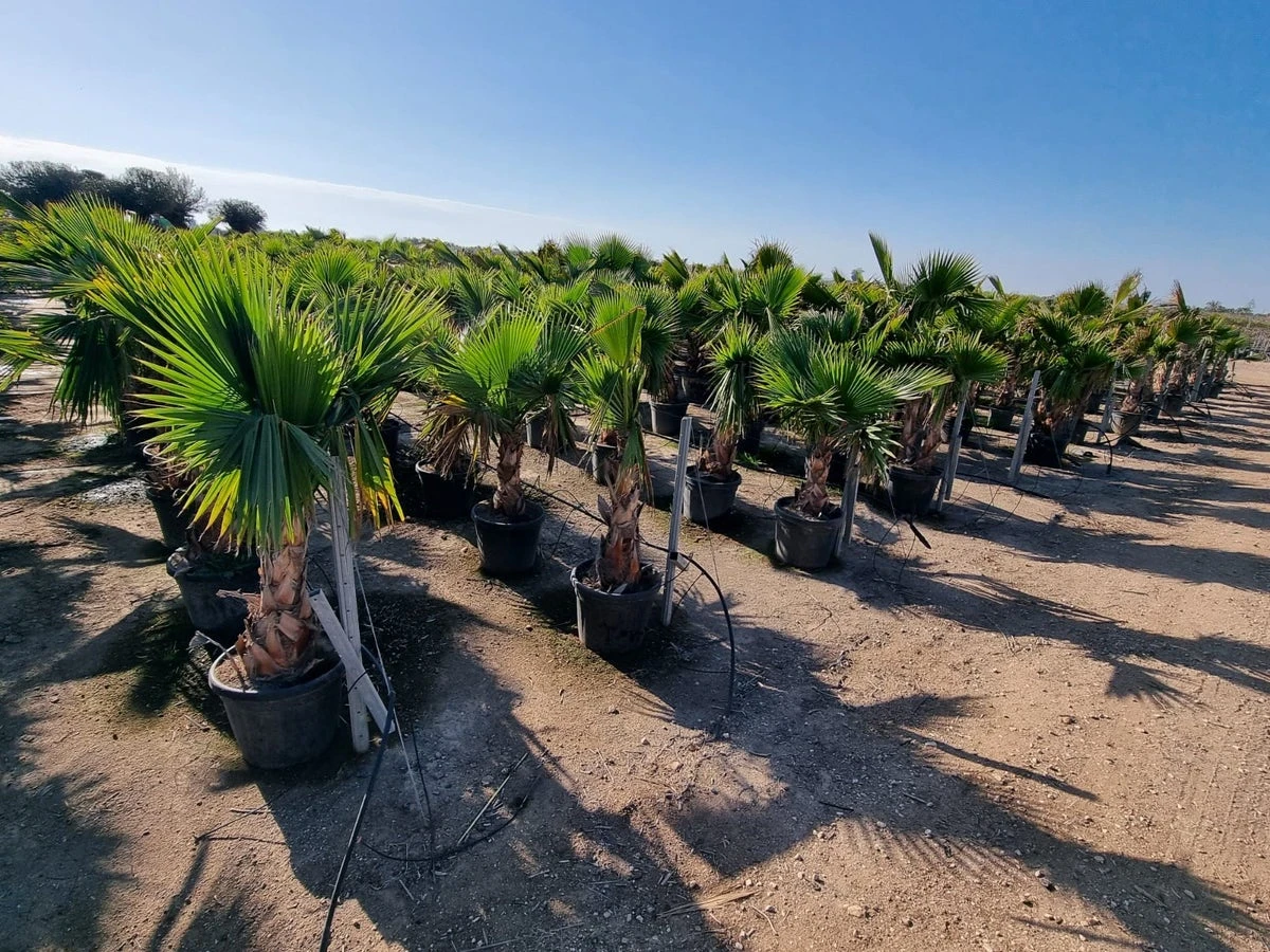 Mexicaanse Waaierpalm (Washingtonia Robusta) 4 Mexicaanse Waaierpalm (Washingtonia Robusta) - Afbeelding 2