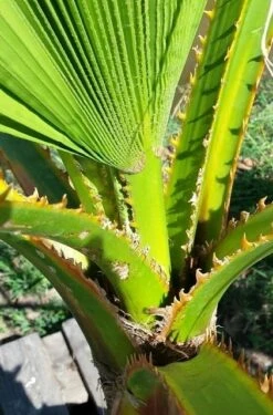 Mexicaanse Waaierpalm (Washingtonia Robusta) 14 Mexicaanse Waaierpalm (Washingtonia Robusta) -Tuinplanten Winkel washingtoniarobusta04