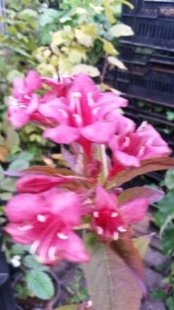 Weigela (Weigela 'Bristol Ruby') -Tuinplanten Winkel weigela bristol ruby 2