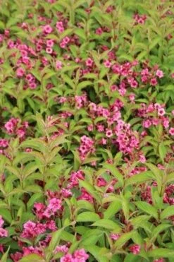 Weigela (Weigela 'Bristol Ruby') -Tuinplanten Winkel weigela bristol ruby 1