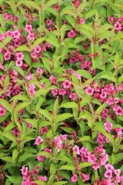 Weigela (Weigela 'Bristol Ruby') -Tuinplanten Winkel weigela bristol ruby 2