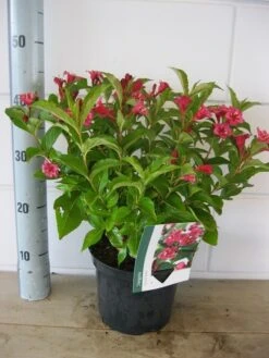 Weigela (Weigela 'Bristol Ruby') -Tuinplanten Winkel weigela bristol ruby c3 20 08 2018
