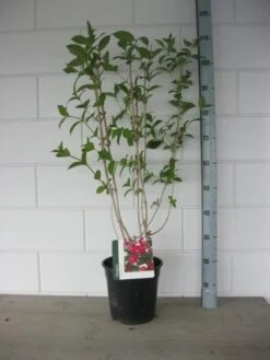 Weigela (Weigela 'Bristol Ruby') -Tuinplanten Winkel weigelia bristol ruby c7 april