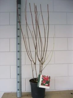 Weigela (Weigela 'Bristol Ruby') -Tuinplanten Winkel weigelia bristol ruby c7 okt