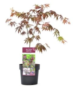 Japanse Esdoorn (Acer Palmatum 'Trompenburg') 15 Japanse Esdoorn (Acer Palmatum 'Trompenburg') -Tuinplanten Winkel wep 2333trompenburg