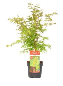 Japanse Esdoorn (Acer Palmatum 'Sangokaku') -Tuinplanten Winkel wep 8839sangokaku