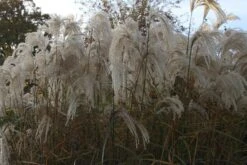 Prachtriet (Miscanthus Sinensis 'Kaskade')