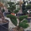 Taxus Als Bonsai (Taxus Baccata) -Tuinplanten Winkel whatsapp image 2021 10 04 at 11.54.17