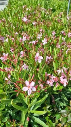 Roze Oleander (Nerium Oleander) 12 Roze Oleander (Nerium Oleander) -Tuinplanten Winkel whatsapp image 2022 06 09 at 10.59.18 am