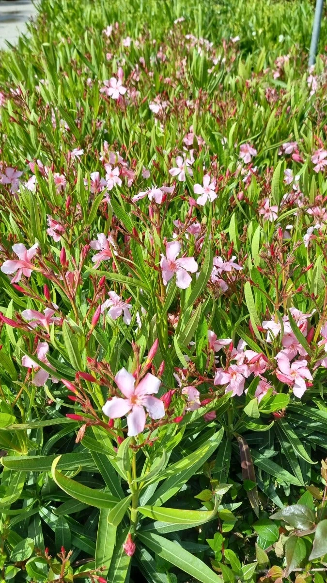 Roze Oleander (Nerium Oleander) 6 Roze Oleander (Nerium Oleander) - Afbeelding 4