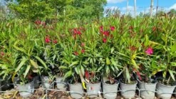 Rode Oleander (Nerium Oleander) -Tuinplanten Winkel whatsapp image 2022 06 09 at 11.00.00 am