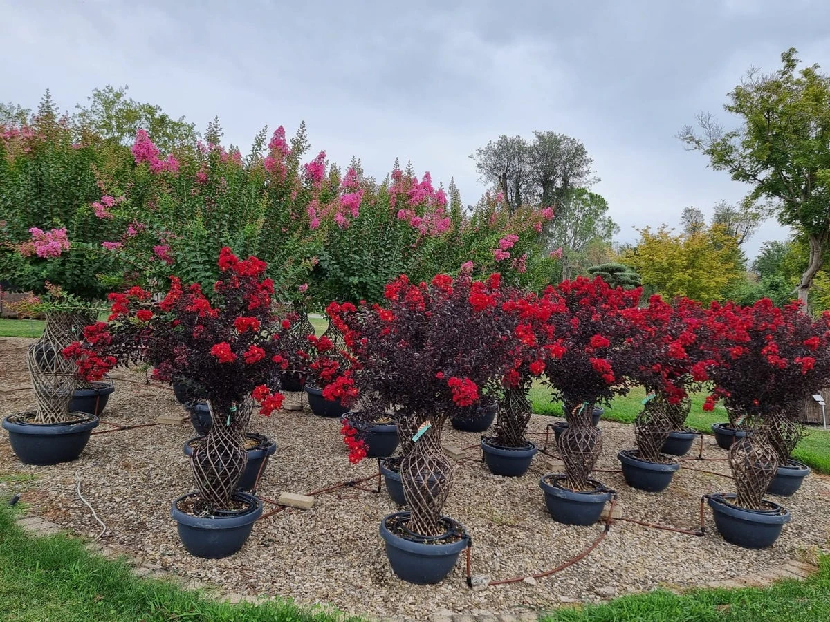 Lagerstroemia Als 'Vaas' (Lagerstroemia Indica) 7 Lagerstroemia Als 'Vaas' (Lagerstroemia Indica) - Afbeelding 5