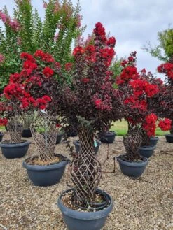 Lagerstroemia Als 'Vaas' (Lagerstroemia Indica) 14 Lagerstroemia Als 'Vaas' (Lagerstroemia Indica) -Tuinplanten Winkel whatsapp image 2023 08 04 at 14.26.05 4