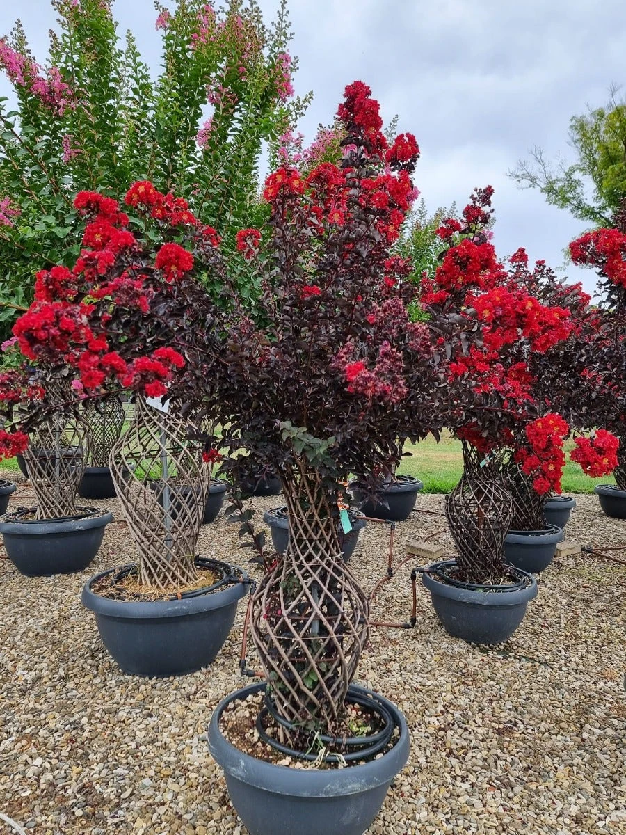 Lagerstroemia Als 'Vaas' (Lagerstroemia Indica) 6 Lagerstroemia Als 'Vaas' (Lagerstroemia Indica) - Afbeelding 4