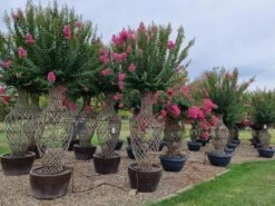 Lagerstroemia Als 'Vaas' (Lagerstroemia Indica) 18 Lagerstroemia Als 'Vaas' (Lagerstroemia Indica) -Tuinplanten Winkel whatsapp image 2023 08 04 at 14.26.06