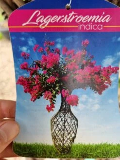 Lagerstroemia Als 'Vaas' (Lagerstroemia Indica) 19 Lagerstroemia Als 'Vaas' (Lagerstroemia Indica) -Tuinplanten Winkel whatsapp image 2023 08 04 at 14.26.06 1
