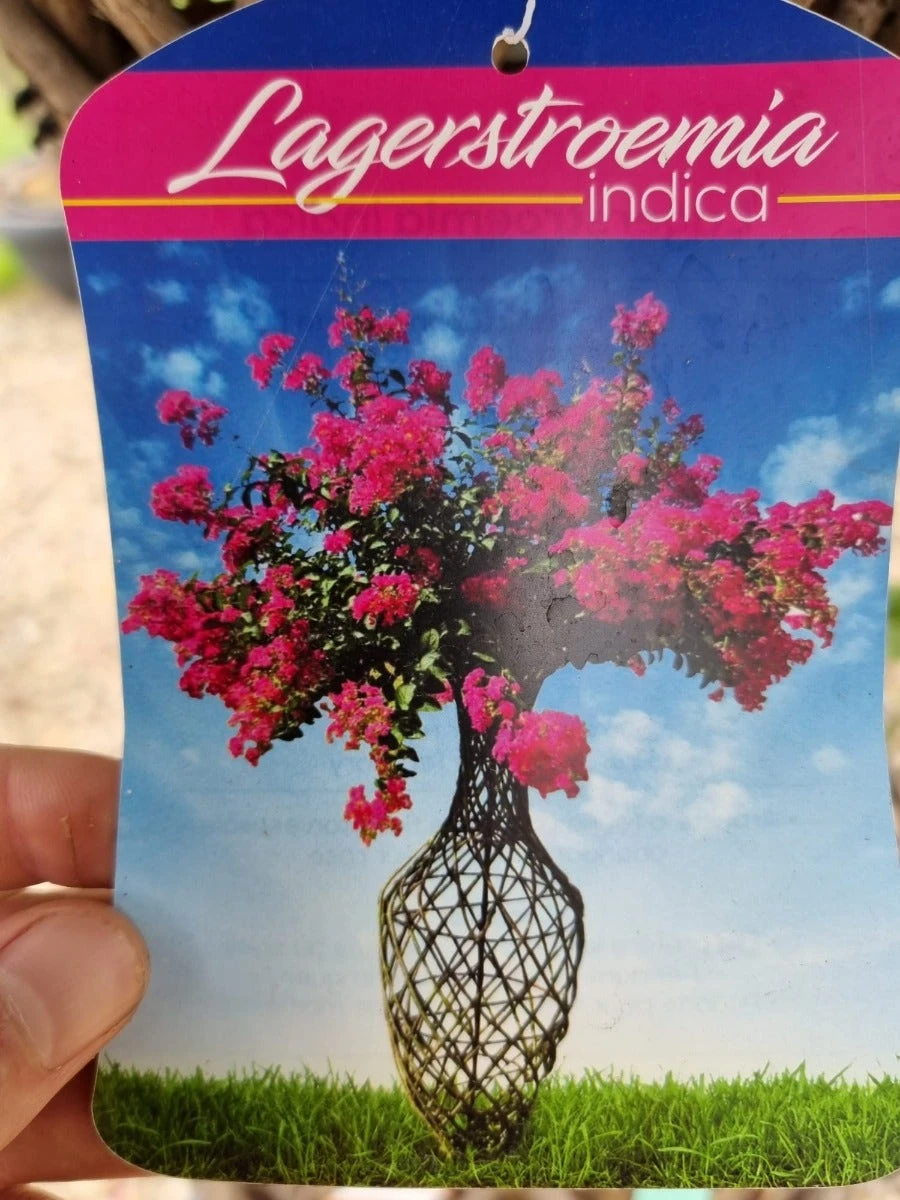 Lagerstroemia Als 'Vaas' (Lagerstroemia Indica) 11 Lagerstroemia Als 'Vaas' (Lagerstroemia Indica) - Afbeelding 9
