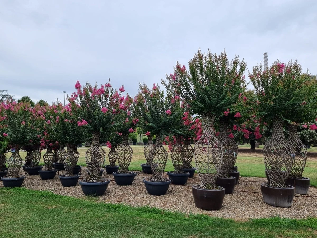 Lagerstroemia Als 'Vaas' (Lagerstroemia Indica) 9 Lagerstroemia Als 'Vaas' (Lagerstroemia Indica) - Afbeelding 7