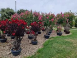 Lagerstroemia Als 'Vaas' (Lagerstroemia Indica) 16 Lagerstroemia Als 'Vaas' (Lagerstroemia Indica) -Tuinplanten Winkel whatsapp image 2023 08 04 at 14.26.07