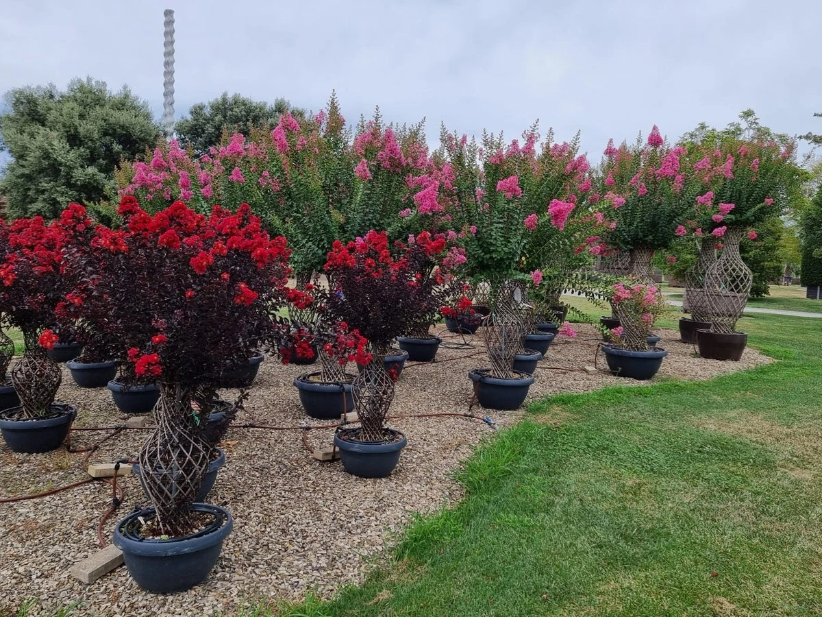 Lagerstroemia Als 'Vaas' (Lagerstroemia Indica) 8 Lagerstroemia Als 'Vaas' (Lagerstroemia Indica) - Afbeelding 6