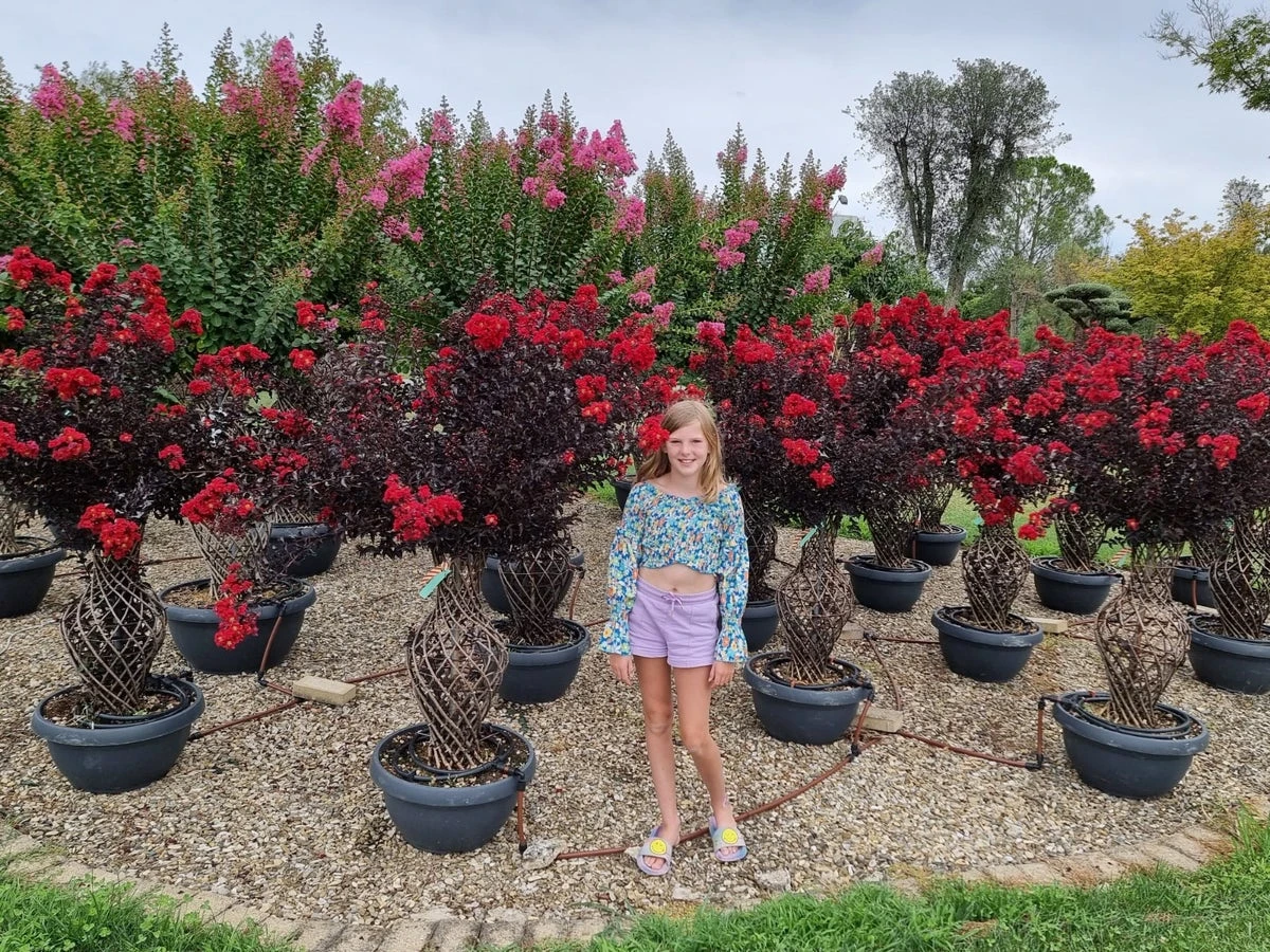 Lagerstroemia Als 'Vaas' (Lagerstroemia Indica) 3 Lagerstroemia Als 'Vaas' (Lagerstroemia Indica)