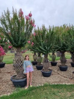 Lagerstroemia Als 'Vaas' (Lagerstroemia Indica) 13 Lagerstroemia Als 'Vaas' (Lagerstroemia Indica) -Tuinplanten Winkel whatsapp image 2023 08 04 at 14.26.07 2