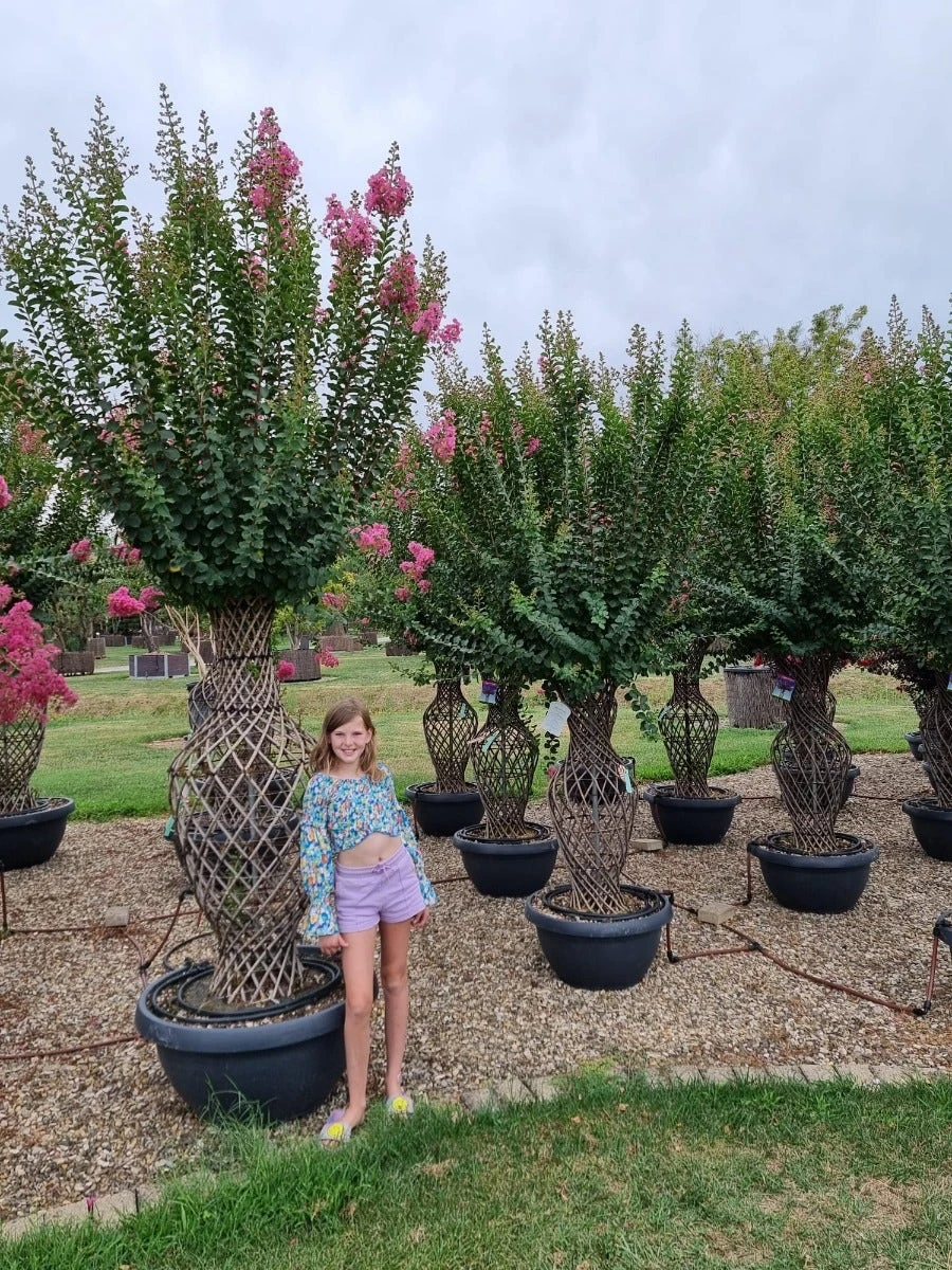 Lagerstroemia Als 'Vaas' (Lagerstroemia Indica) 5 Lagerstroemia Als 'Vaas' (Lagerstroemia Indica) - Afbeelding 3