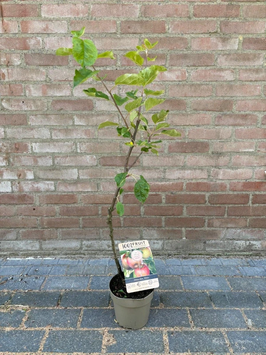 Dwerg Appel (Malus Domestica 'Mini') 4 Dwerg Appel (Malus Domestica 'Mini') - Afbeelding 2