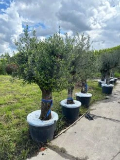 Olijfboom Als Solitair 50/60cm (Olea Europaea) -Tuinplanten Winkel whatsapp image 2024 06 11 at 12.34.48