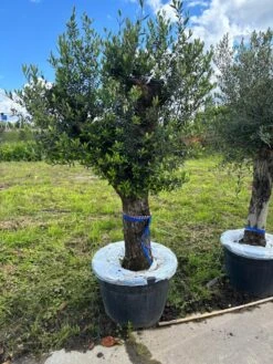 Olijfboom Als Solitair 50/60cm (Olea Europaea) -Tuinplanten Winkel whatsapp image 2024 06 11 at 12.34.49