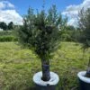 Olijfboom Als Solitair 50/60cm (Olea Europaea) -Tuinplanten Winkel whatsapp image 2024 06 11 at 12.34.49 1