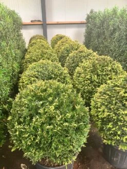 Taxusbol (Taxus Baccata) -Tuinplanten Winkel whatsapp image 2024 07 12 at 11.30.28