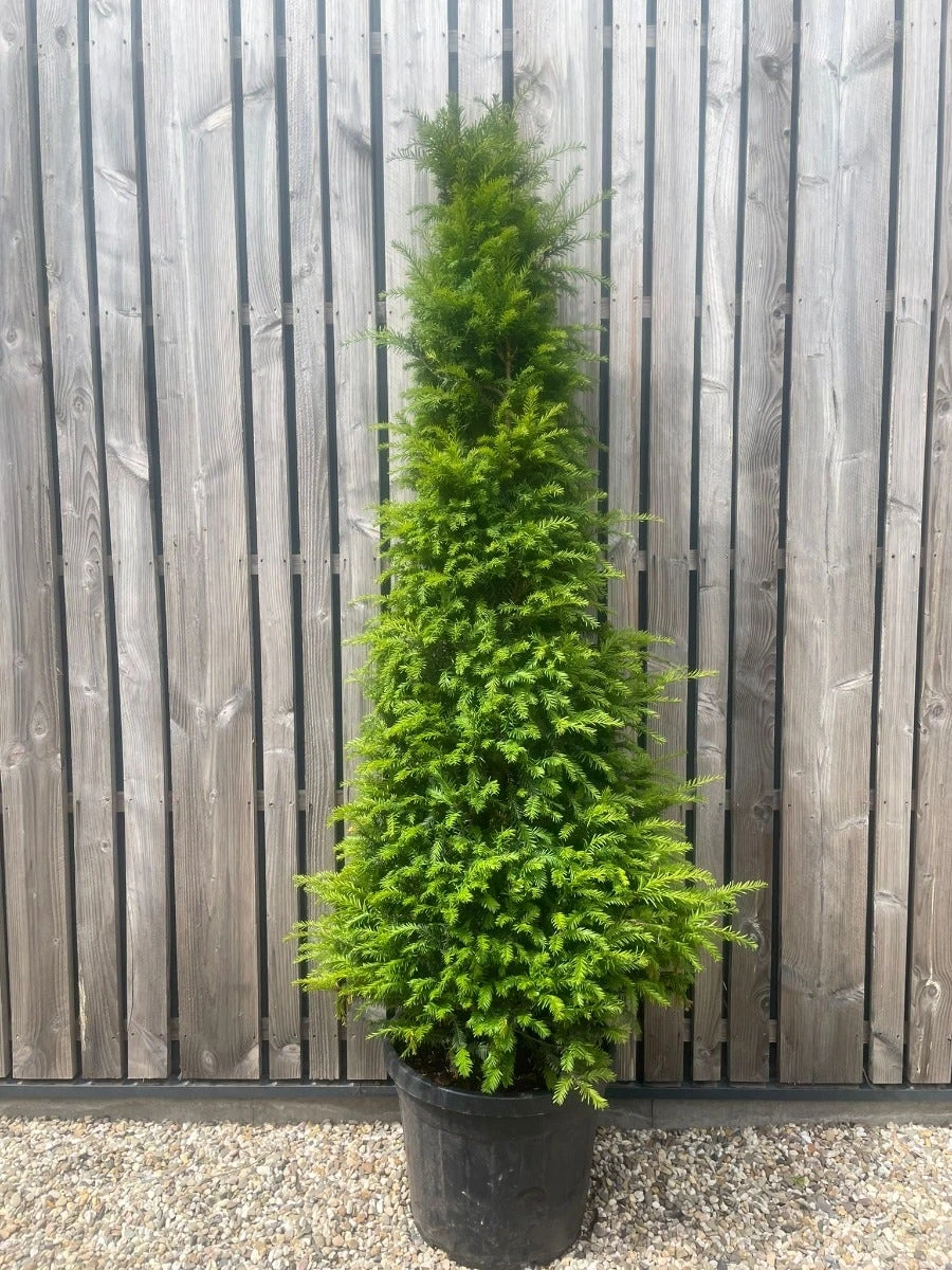 Taxus Als Egyptische Pyramide (Taxus Baccata) 4 Taxus Als Egyptische Pyramide (Taxus Baccata) - Afbeelding 2