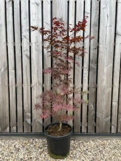 Japanse Esdoorn (Acer Palmatum 'Bloodgood') -Tuinplanten Winkel whatsapp image 2024 07 12 at 11.37.43
