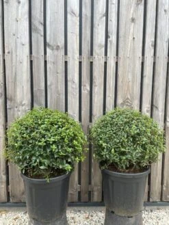 Schijnhulst In Bolvorm (Osmanthus Burkwoodii) -Tuinplanten Winkel whatsapp image 2024 10 09 at 10.43.26