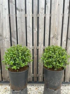 Schijnhulst In Bolvorm (Osmanthus Burkwoodii) -Tuinplanten Winkel whatsapp image 2024 10 09 at 10.43.28