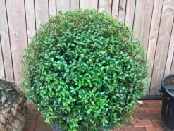 Schijnhulst In Bolvorm (Osmanthus Burkwoodii) -Tuinplanten Winkel whatsapp image 2024 10 09 at 10.43.28 2