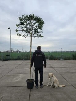 Liguster Als Leiboom (Ligustrum Japonicum) NU EXTRA VOORDELIG