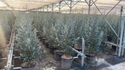 Winterharde Eucalyptus (Eucalyptus Gunnii 'Azura') -Tuinplanten Winkel whatsapp image 2025 02 21 at 16.33.36