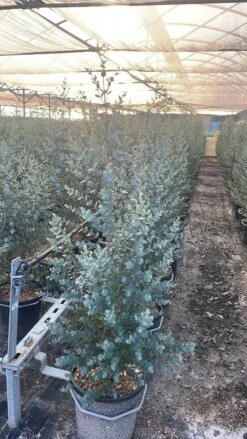 Winterharde Eucalyptus (Eucalyptus Gunnii 'Azura') -Tuinplanten Winkel whatsapp image 2025 02 21 at 16.33.44