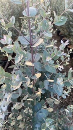 Winterharde Eucalyptus (Eucalyptus Gunnii 'Azura') -Tuinplanten Winkel whatsapp image 2025 02 21 at 16.33.51