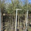 Olijfboom (Olea Europaea ) -Tuinplanten Winkel whatsapp image 2025 02 24 at 12.08.55 1
