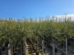 Olijf Als Halfstam (Olea Europaea 'leccino') -Tuinplanten Winkel whatsapp image 2025 02 26 at 16.34.52 2 2