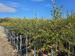 Olijf Op Stam (Olea Europaea) 7 Olijf Op Stam (Olea Europaea) -Tuinplanten Winkel whatsapp image 2025 02 26 at 16.34.52 3